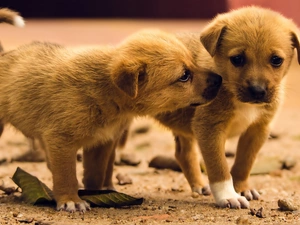 Brown, puppies, Two cars