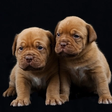 Brown, puppies, Two cars