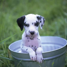 Dalmatian, Bucket, young
