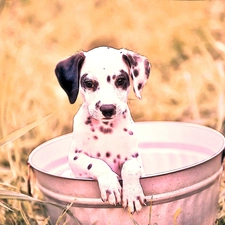 Puppy, Bucket, Dalmatian