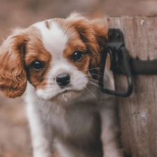 bucket, wood, small, mongrel