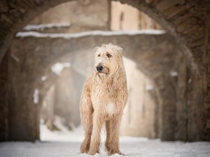 dog, buildings, snow, Irish Wolfhound
