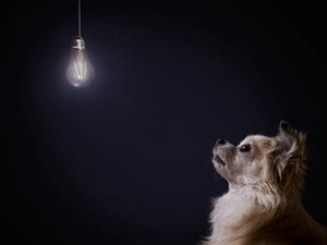 bulb, surprised, doggy