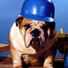 Buldog, architectonic, dog, helmet