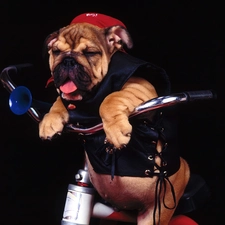 Buldog, cyclist, dog, waistcoat