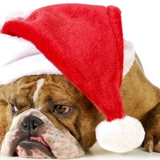 Santa, Buldog, dog