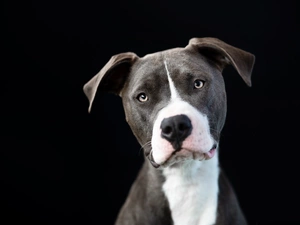 Black, background, Pit Bull Terrier, muzzle, dog