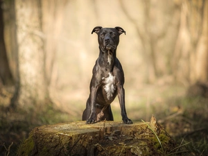 trees, viewes, Pit Bull Terrier, trunk, dog