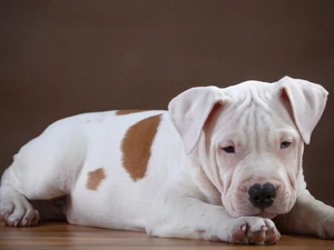 Pit Bull Terrier, Puppy, dog