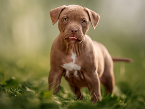 Pit Bull Terrier, dog, Puppy
