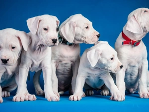 Dogs, puppies, Pit Bull Terrier, White