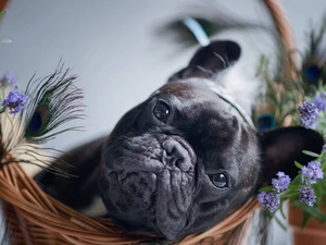 basket, dog, French Bulldog