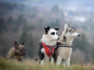 Siberian Husky, French Bulldog, Border Collie