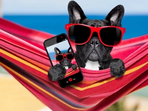 Selfie, Funny, French Bulldog, Telephone, dog