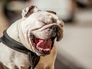 Funny, smiling, English Bulldog