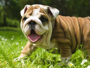 grass, dog, English Bulldog