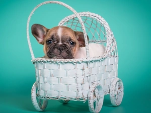 French Bulldog, honeyed, Puppy, dog