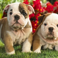 Bulldog, Puppies