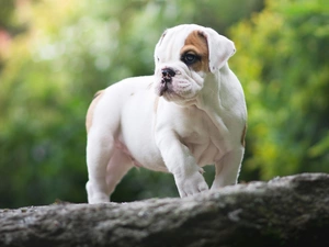 trees, Puppy, English Bulldog