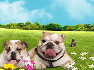 Bulldogs, Meadow, Two cars