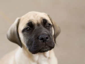 Bullmastiff, portrait