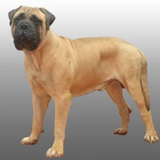 Bullmastiff