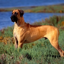 bulmastiff, dog