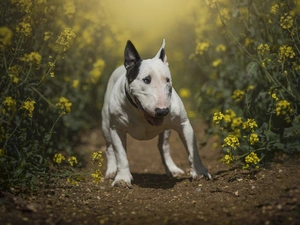 dog, Flowers, Path, Bulterier