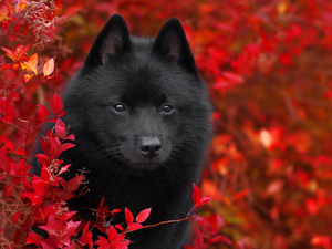 Red, Bush, dog, Schipperke, Black