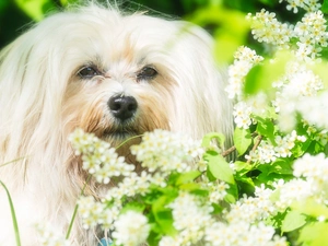 flower, Bush, White, dog, Maltese