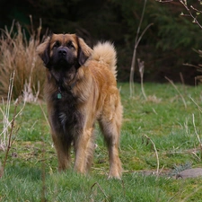 Bushes, Leonberger