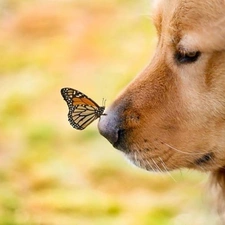 dog, butterfly, muzzle