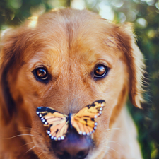 dog, butterfly, muzzle