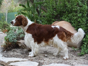 Cactus, Welsh Springer Spaniel