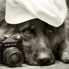 Camera, Hat, sheep-dog, german