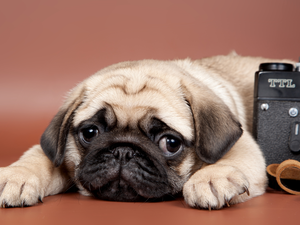 Camera, dog, pug