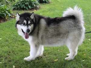 Park, Canada, Alaskan, Malamute, dog