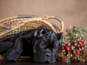 Puppy, basket, dog, Cane Corso, Black