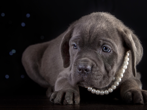 Cane Corso, chaplet
