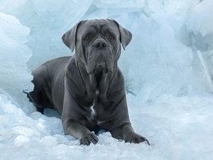 graphite, Cane Corso, Icecream, dog