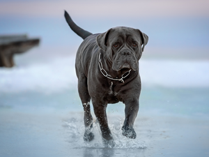 graphite, Cane Corso, water, dog