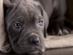 dog, Cane Corso, haunt, Puppy