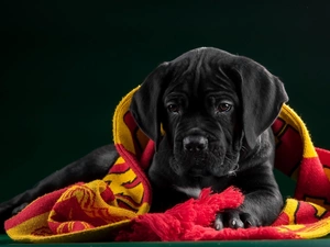 dog, Corso, Blanket, Cane