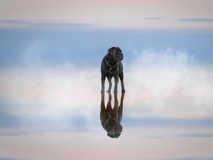 water, reflection, dog, Cane Corso, graphite