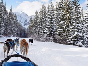 canine, winter, Mountains, team, forest