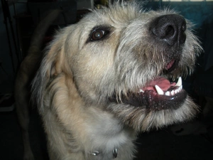 canines, Irish Wolfhound, mouth