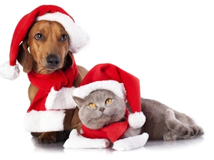 Dachshund, British Cat, caps, Scarves, festively decorated