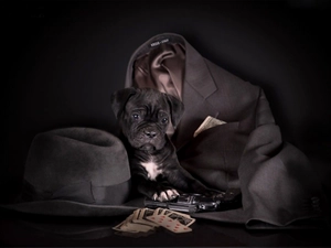 Gun, Cards, Hat, Coat, Puppy