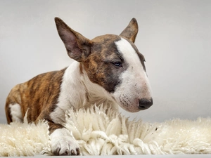 carpet, dog, Bulterier