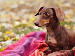 carpet, dog, dachshund